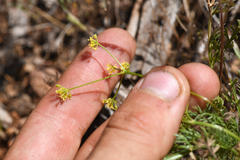 Lomatium congdonii