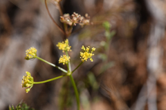 Lomatium congdonii