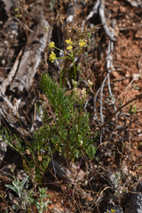 Lomatium congdonii