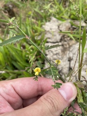 Aeschynomene sensitiva