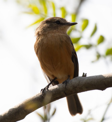 Myiophobus rufescens