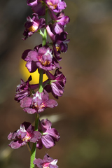 Delphinium hansenii ewanianum