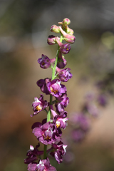 Delphinium hansenii ewanianum