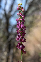 Delphinium hansenii ewanianum