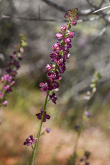 Delphinium hansenii ewanianum
