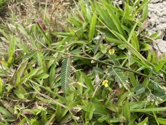 Aeschynomene sensitiva