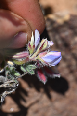Lupinus spectabilis
