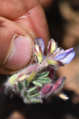 Lupinus spectabilis