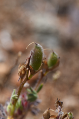 Lupinus spectabilis