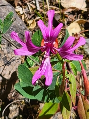 Clarkia concinna concinna