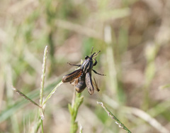 Sphenophorus australis