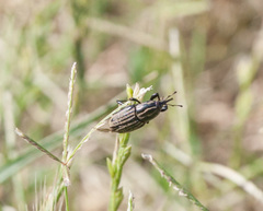 Sphenophorus australis