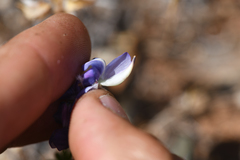 Lupinus spectabilis