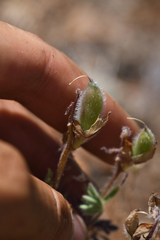 Lupinus spectabilis