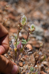 Lupinus spectabilis
