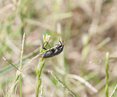 Sphenophorus australis