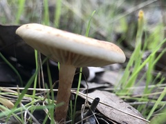 Pholiota communis