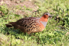 Bambusicola thoracicus