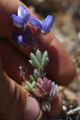 Lupinus spectabilis