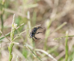 Sphenophorus australis