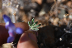 Lupinus spectabilis