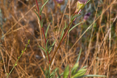 Clarkia williamsonii