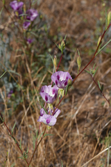 Clarkia williamsonii