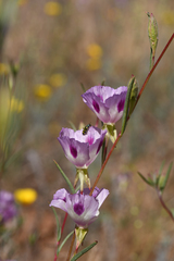 Clarkia williamsonii
