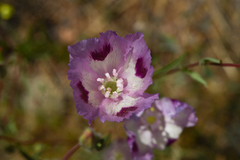 Clarkia williamsonii