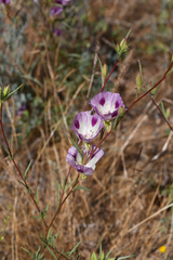 Clarkia williamsonii