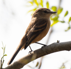 Myiophobus rufescens