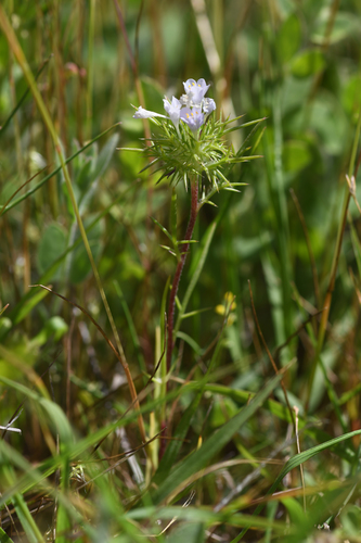 Bright Navarretia (Navarretia paradoxiclara)