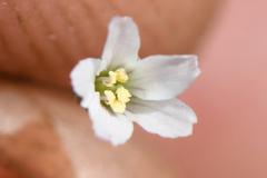 Hesperolinon micranthum