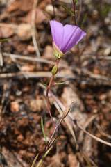 Clarkia arcuata