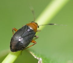 Capsus ater