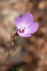 Clarkia arcuata