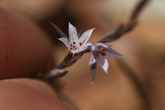 Polygonum californicum