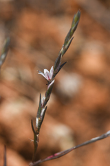 Polygonum californicum