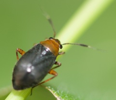 Capsus ater