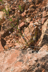 Polygonum californicum