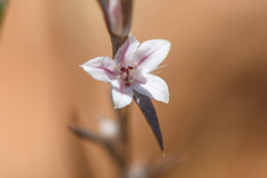 Polygonum californicum