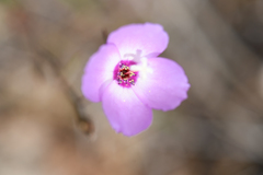 Clarkia arcuata