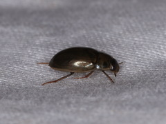 Enochrus bicolor