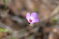Clarkia arcuata