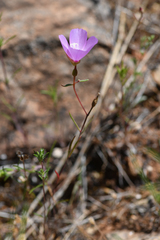 Clarkia arcuata