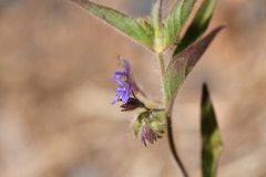 Trichostema rubisepalum