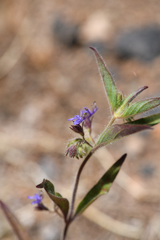 Trichostema rubisepalum