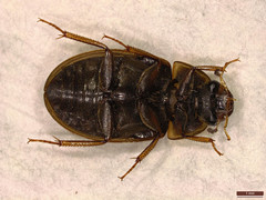 Enochrus bicolor