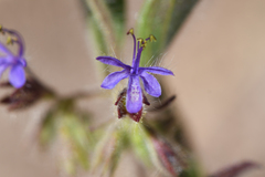 Trichostema rubisepalum