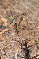 Trichostema rubisepalum